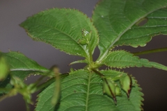 Impatiens devendrae