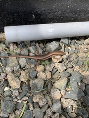 Trachylepis sechellensis