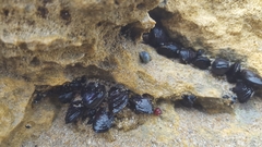 Brachidontes rostratus