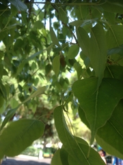Magnoliopsida