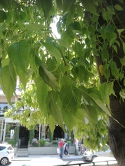 Magnoliopsida