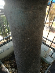 Magnoliopsida