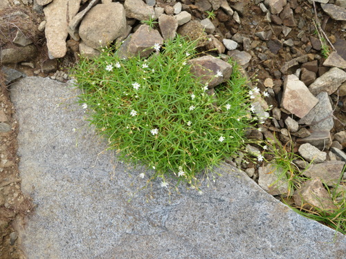 Stellaria nipponica iNat (3)