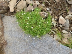 Stellaria nipponica