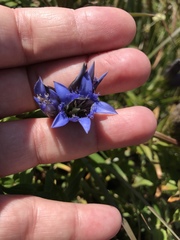 Gentiana septemfida
