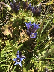 Gentiana septemfida