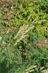 Melica altissima
