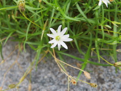 Stellaria nipponica
