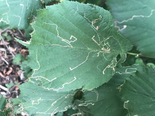 Hazel Leafminer Moth