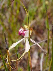 Caladenia tentaculata × venusta