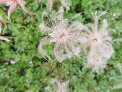 Geum pentapetalum