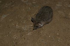 Hemiechinus auritus