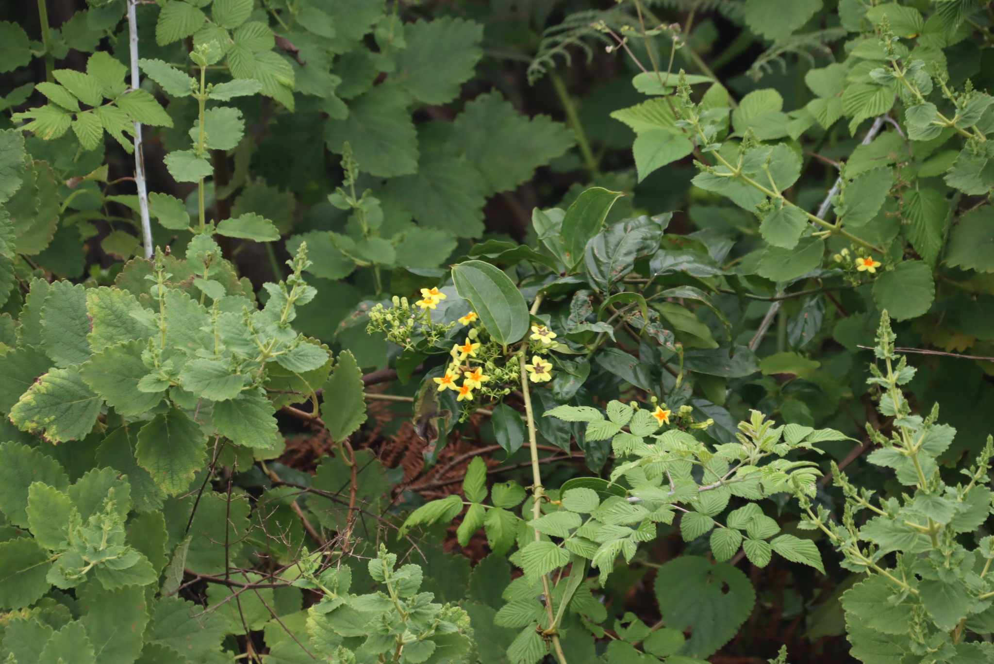 Forest Star (Mussaenda arcuata)