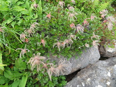 Geum pentapetalum