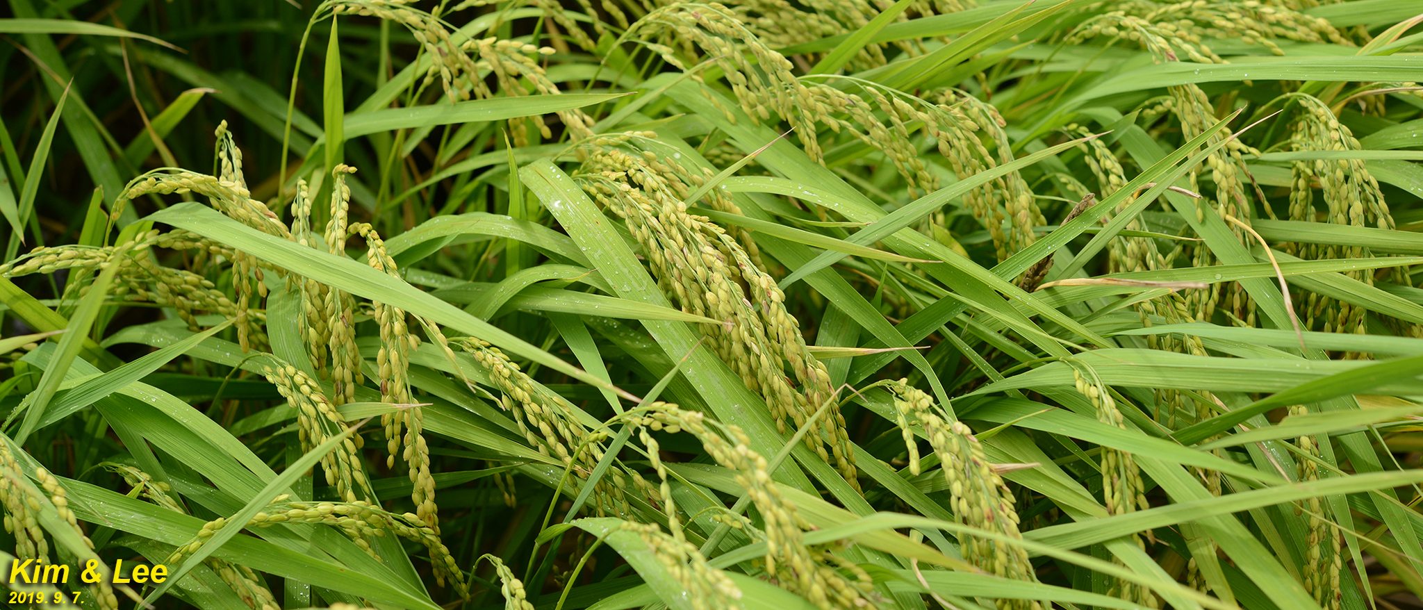Oryza