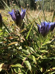 Gentiana septemfida