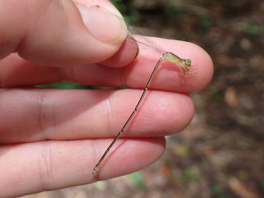 Metaleptobasis bicornis
