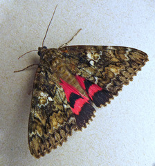 Catocala sponsa
