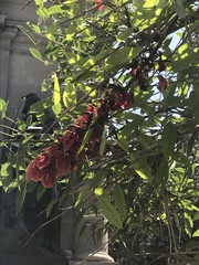 Erythrina crista-galli