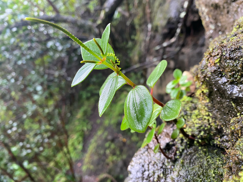 Peperomia leptostachya observed 2025-05-16