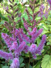 Astilbe