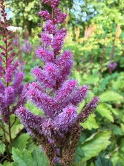 Astilbe