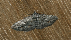 Chrysolarentia severata