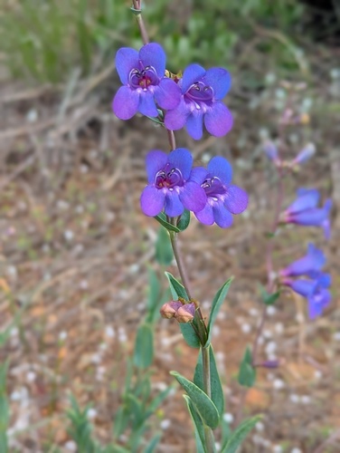 Penstemon azureus