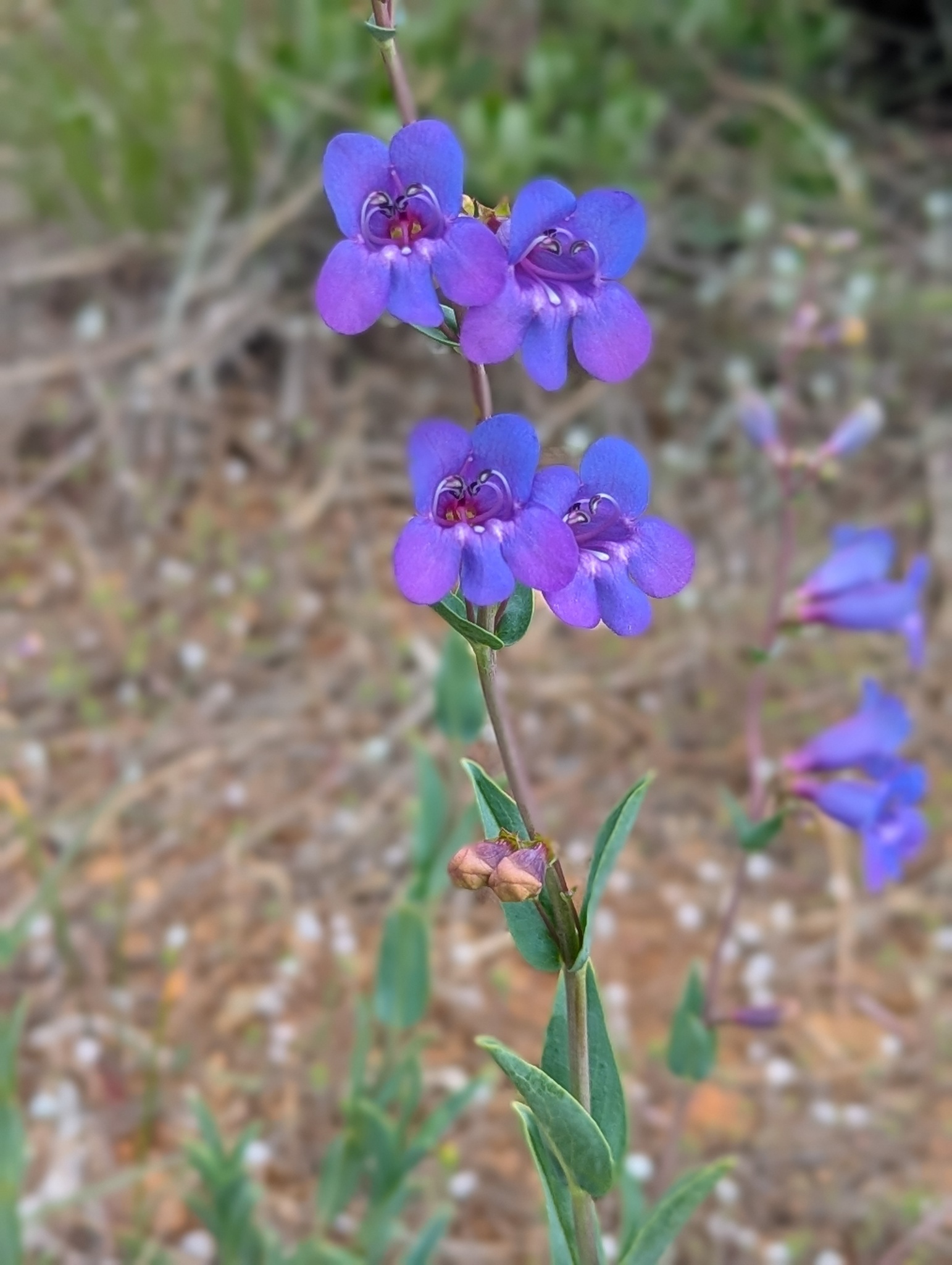 Penstemon azureus