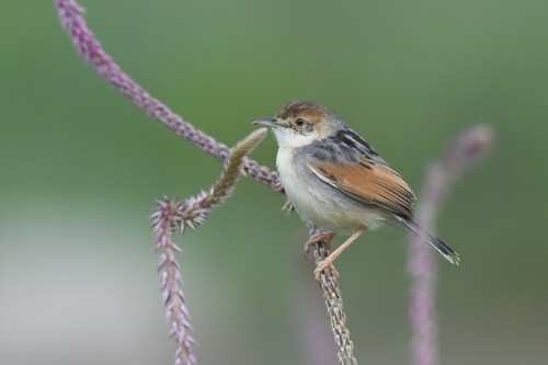 Winding Cisticola (Cisticola marginatus), photo 9