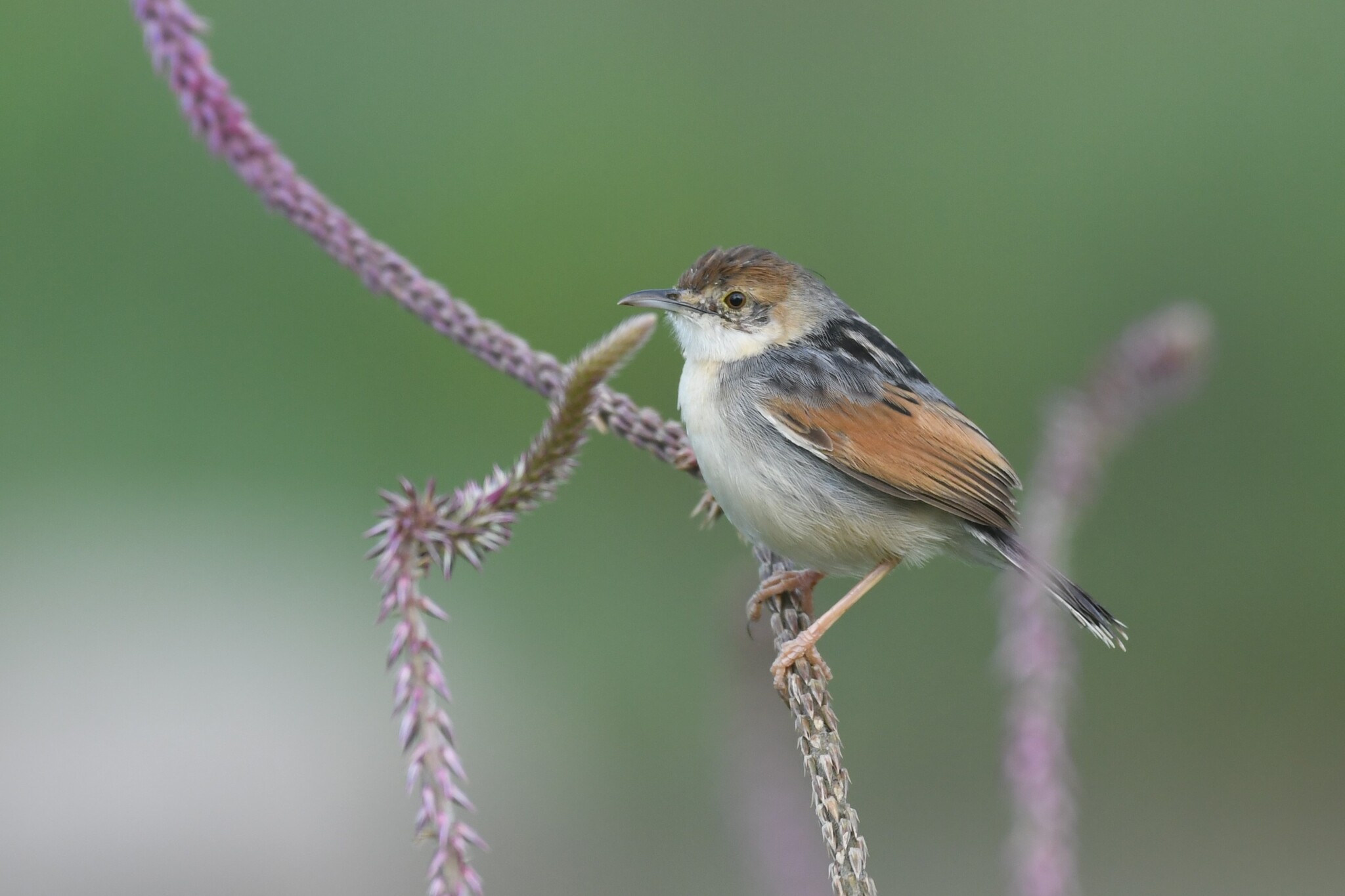 Winding Cisticola (Cisticola marginatus), photo 6
