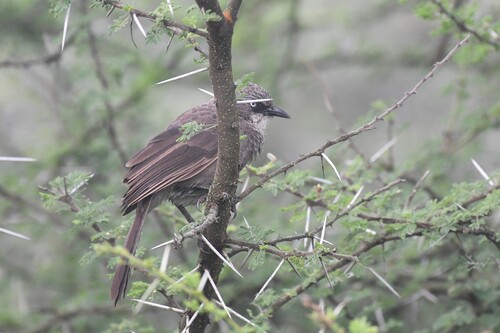 Black-lored Babbler (Turdoides sharpei), photo 5