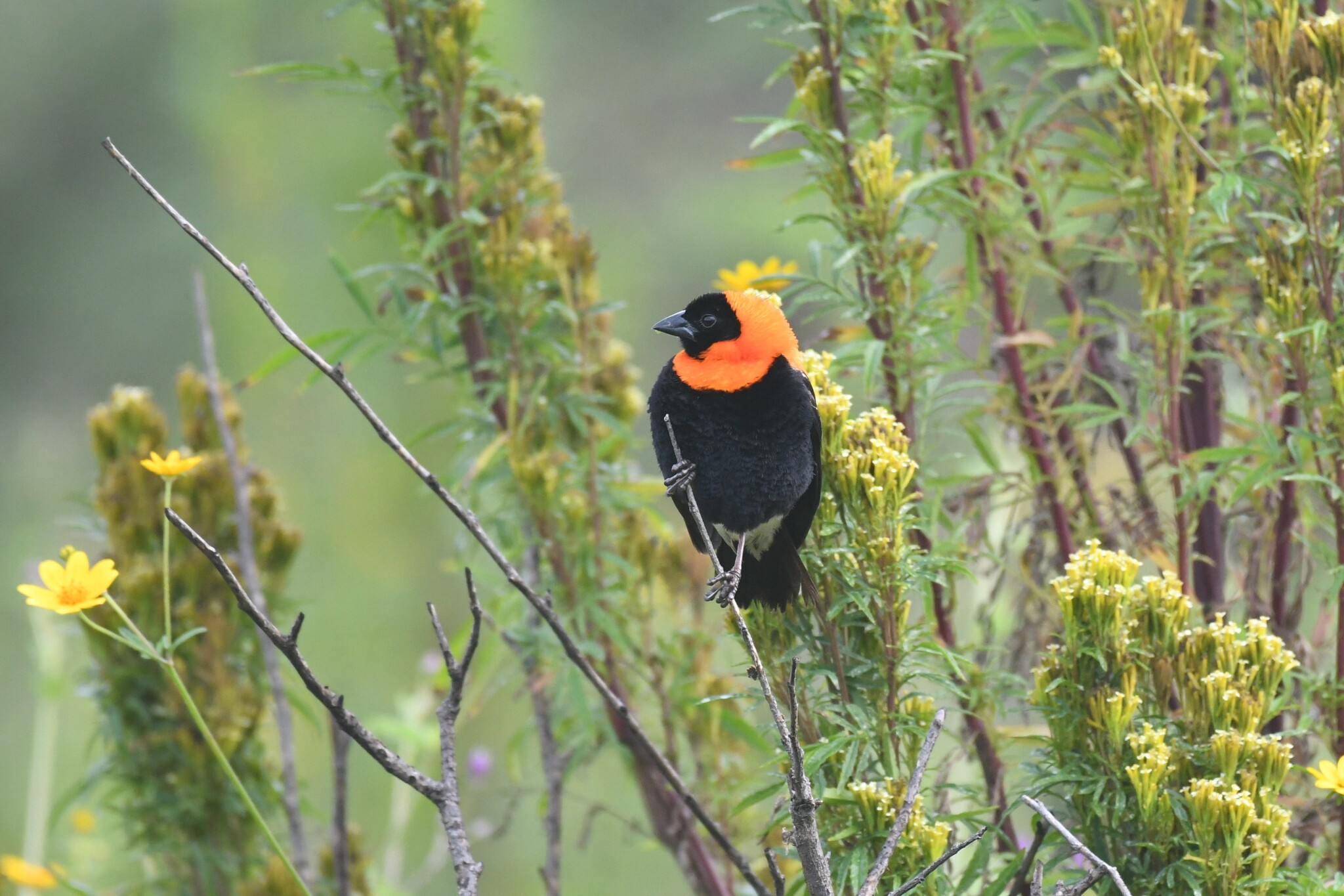 Black Bishop (Euplectes gierowii), photo 1
