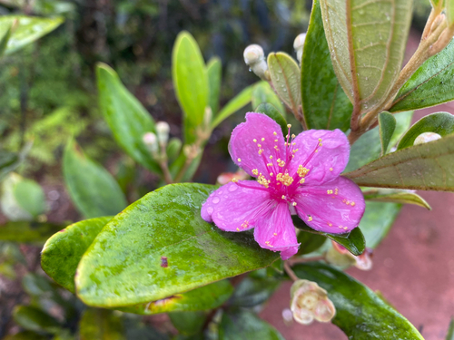 Rhodomyrtus tomentosa observed 2025-05-16