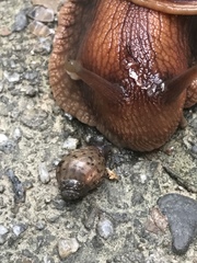 Lissachatina immaculata