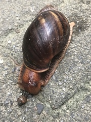 Lissachatina immaculata