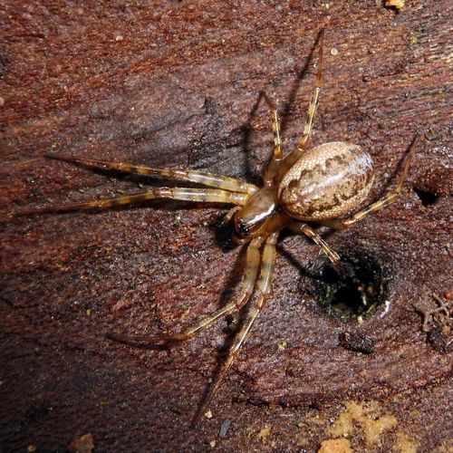 Old World Dome Sheetweaver