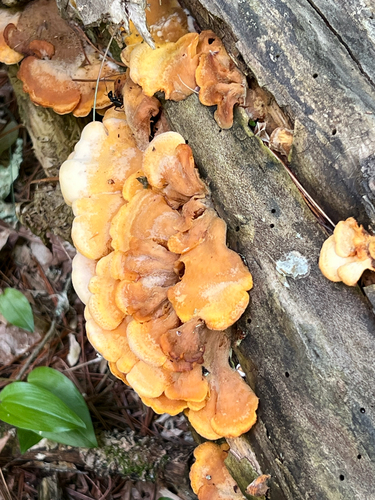 Stinking Orange Oyster