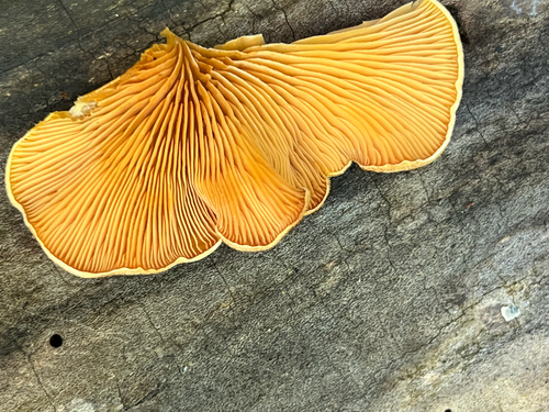 Stinking Orange Oyster