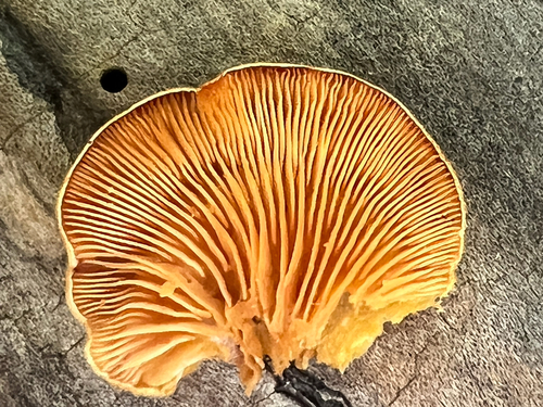 Stinking Orange Oyster