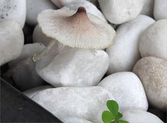 Leucoagaricus meleagris