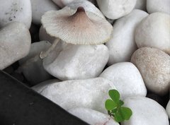 Leucoagaricus meleagris