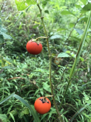 Cockroach Berry