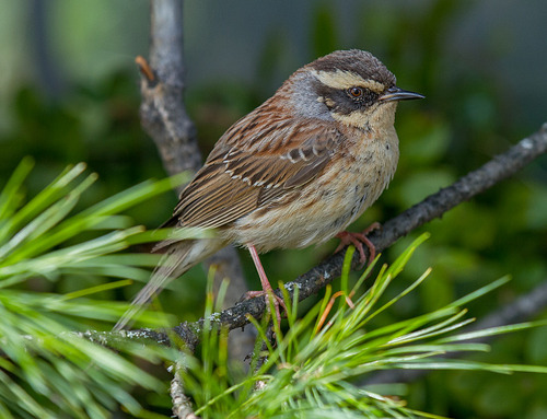 Siberian Accentor, photo 4 of 10