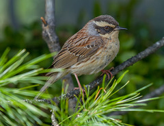 Siberian Accentor photo 4