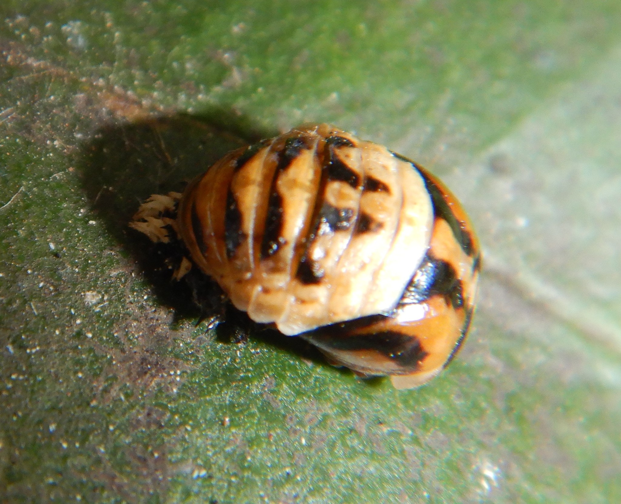 Striped Ladybird (Micraspis frenata) Tomahawk, Tasmania