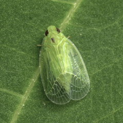 Kallitaxila granulata