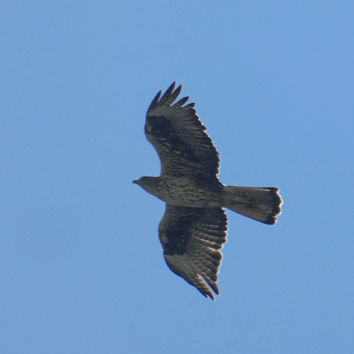 Avistamiento Águila perdicera o águila azor perdicera