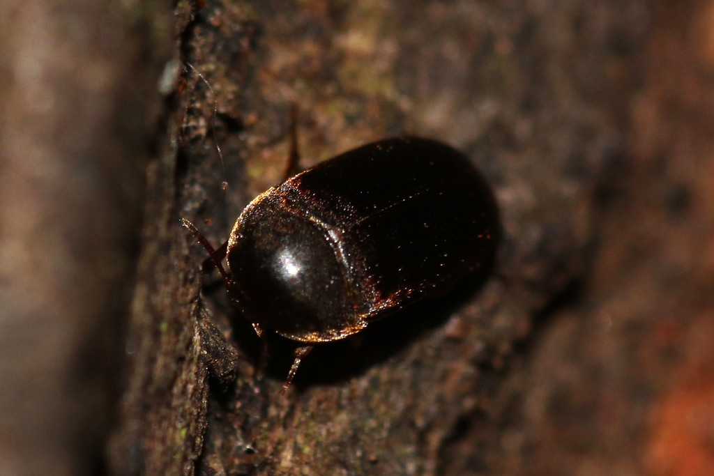 Eustrophus