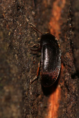 Eustrophus dermestoides
